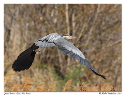 Grand héron Great blue heron