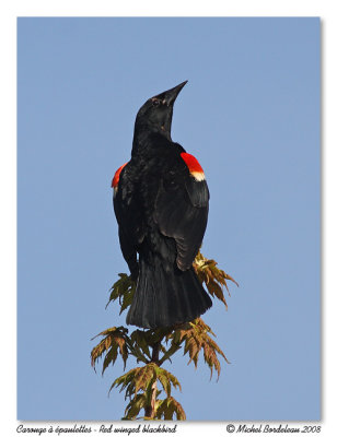 Carouge  paulettes  Red winged blackbird