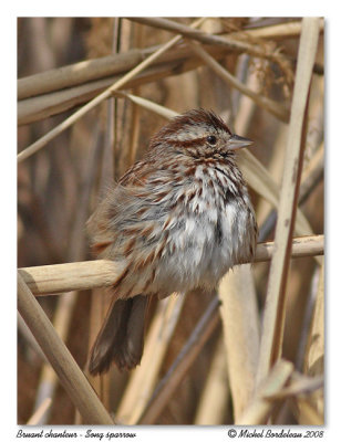 Bruant chanteur  Song sparrow