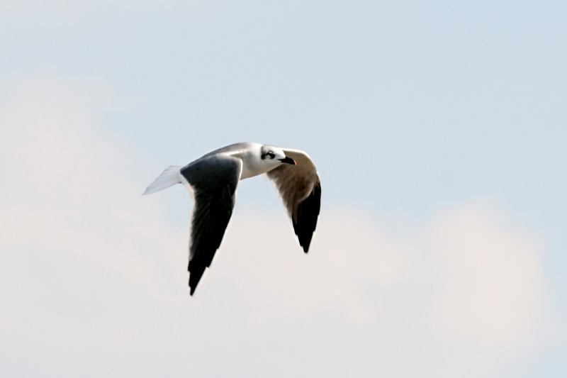 Larus-marinus_006.JPG