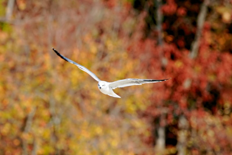 Larus-marinus_008.JPG