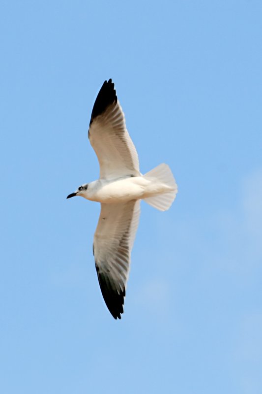 Larus-marinus_012.JPG