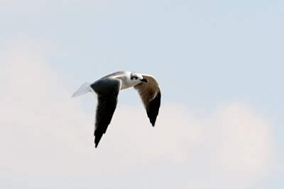 Larus-marinus_006.JPG