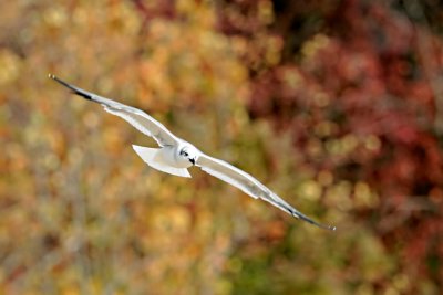 Larus-marinus_009.JPG