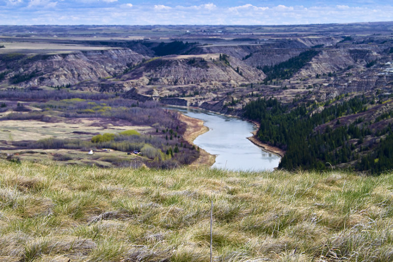 Buffalos View