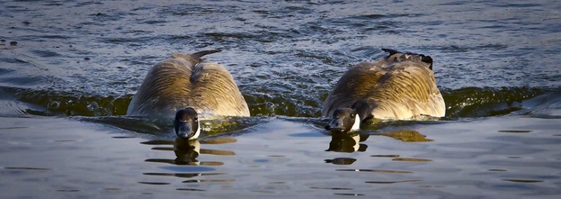 Coming to Shore