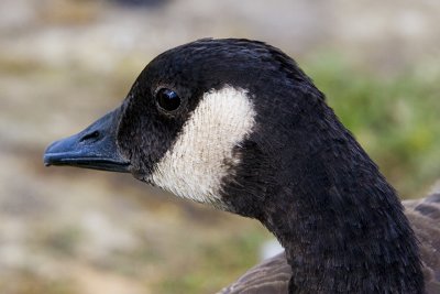 IMG_3775pbase.jpg
