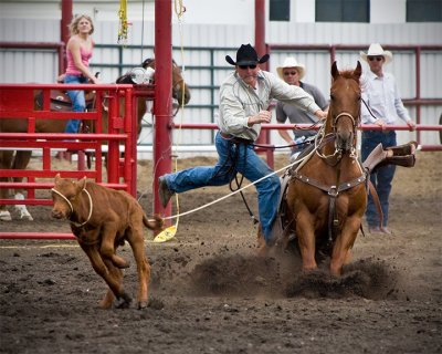 Calf Roping