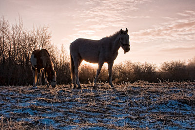 Two Indian Ponies