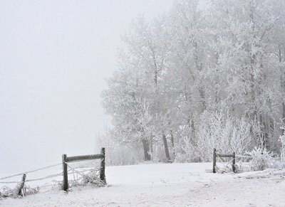 In the Fog