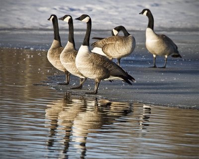 Late Afternoon Shot of Geese