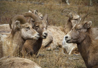 Big Horn Sheep