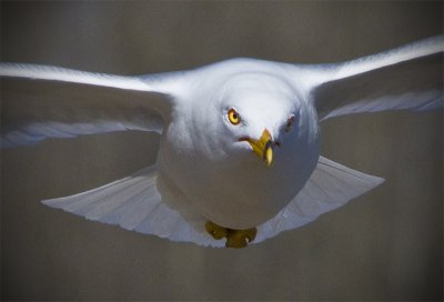 A Gull in Motion
