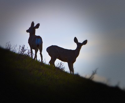 Mule Deer Silhouette at the Jump