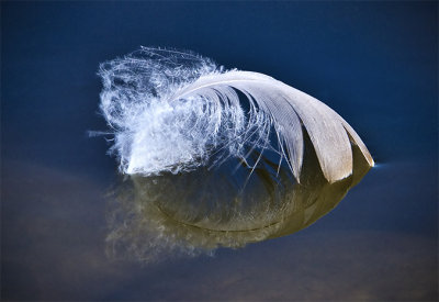 One Goose Feather