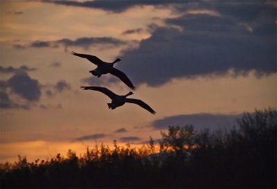 Geese After Sunset
