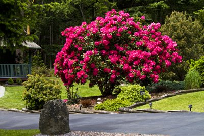 Beautiful Yards  Rhododendron Tree