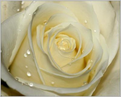White Rose by Swish Flowers