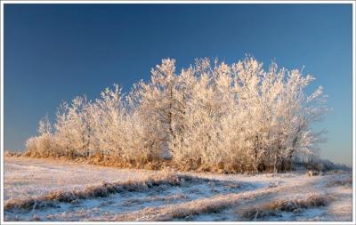 Beauty of Winter