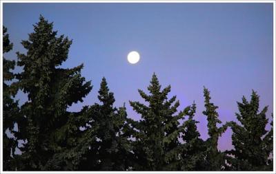 Winter Spruce Moon