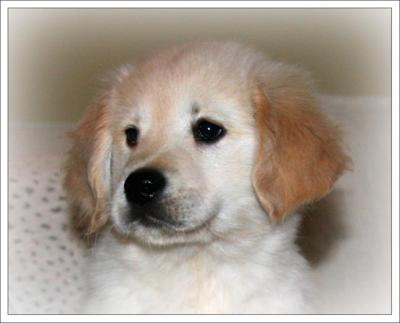 Oliver