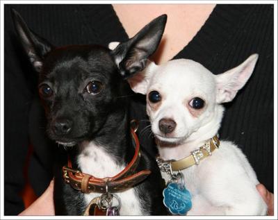Mango and Poppy