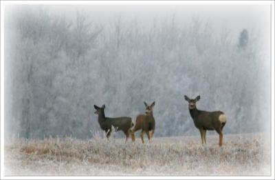 Misty Afternoon Mule Deer