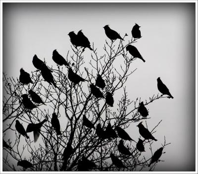 Bohemiam Waxwing Silhouette Two