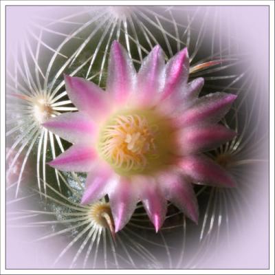 Catus Flower