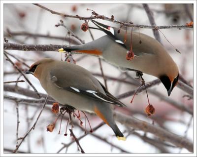 The Pair Of Waxwings