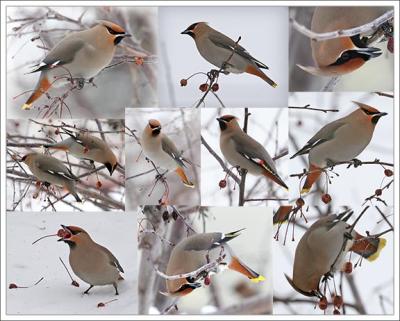 Collage of Waxwings