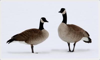 The Canada Geese 2006 Study A  - Great Response, Thank You All   188 photo's