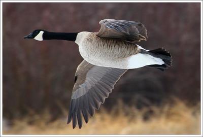 In Flight West