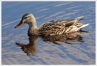 Swimming Female Mallard