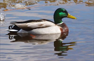 Mallard Drake At It's Best