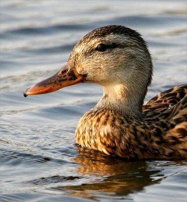 Mallard Hen