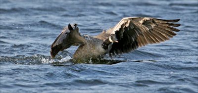 Canada Goose Taking Off