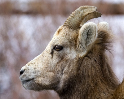 Banff's Big Horn Sheep