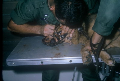 1st. Lt. Hutson (Vet.) Cleaning Teeth