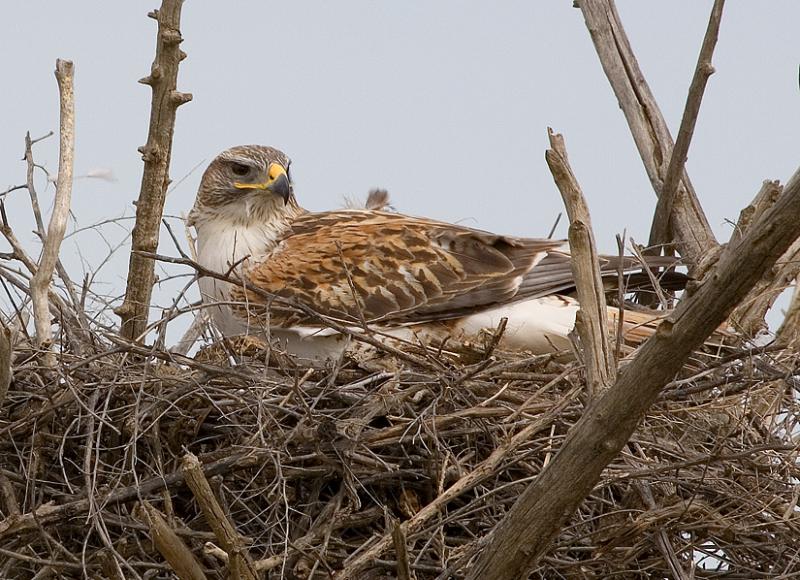 hawk5.jpg