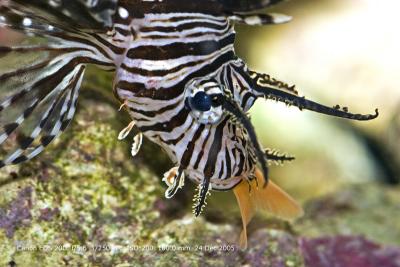 lionfish and lunch