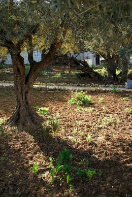 DSC_1609. Garden of Gethsemane