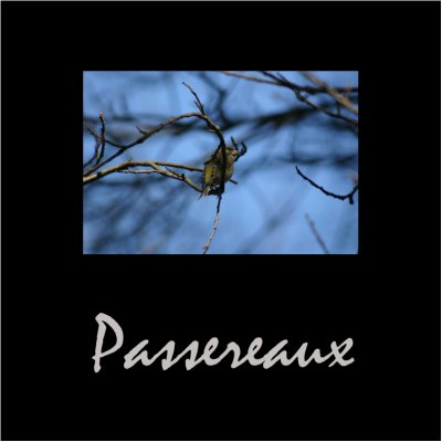 Passereaux / Sparrows