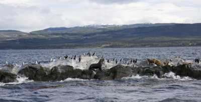 Otaries et cormorans sur un lot du Canal Beagle