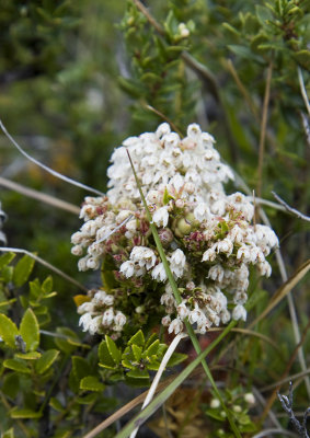 Gaultheria mucronata