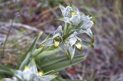 Chloraea magellanica