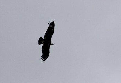 Condor