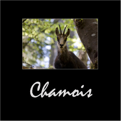 Chamois