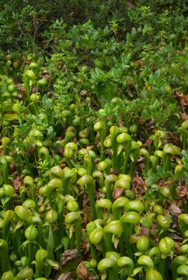 Cobra Lillies
