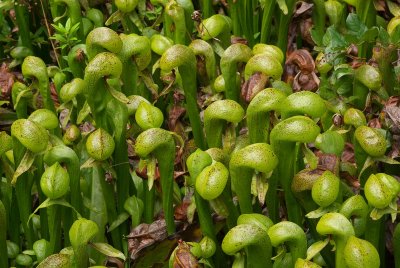 002_Cobra lily.jpg